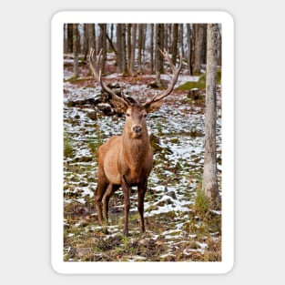 Red Deer In Woods Sticker